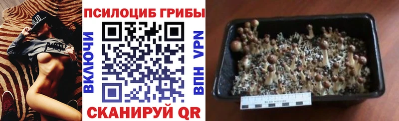 Галлюциногенные грибы Psilocybe  Купить где  Малаховка 